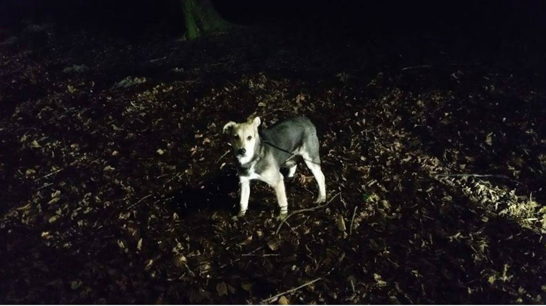 De hond werd gevonden in het Julialaantje. 