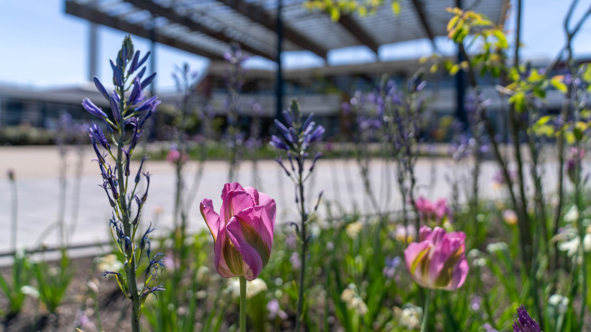 SKB en Oriolus verkopen hyacinten voor jongvolwassenen met kanker.