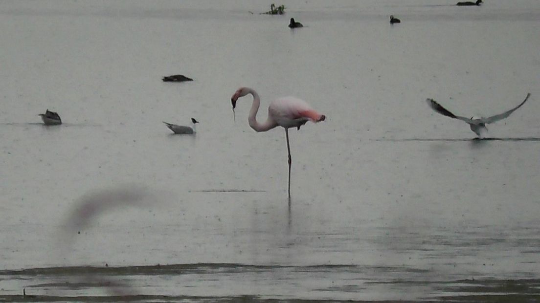 Flamingo in de Onlanden (Rechten:Twitter/@natuuronlanden)
