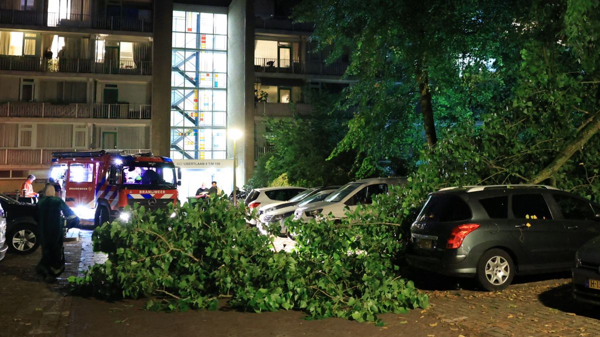 Toeval bestaat: echtpaar vindt gestolen auto terug dankzij afgebroken boomtak