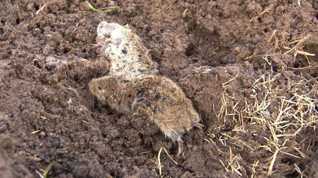 Muizen op het land van boer Zieleman in Mastenbroek