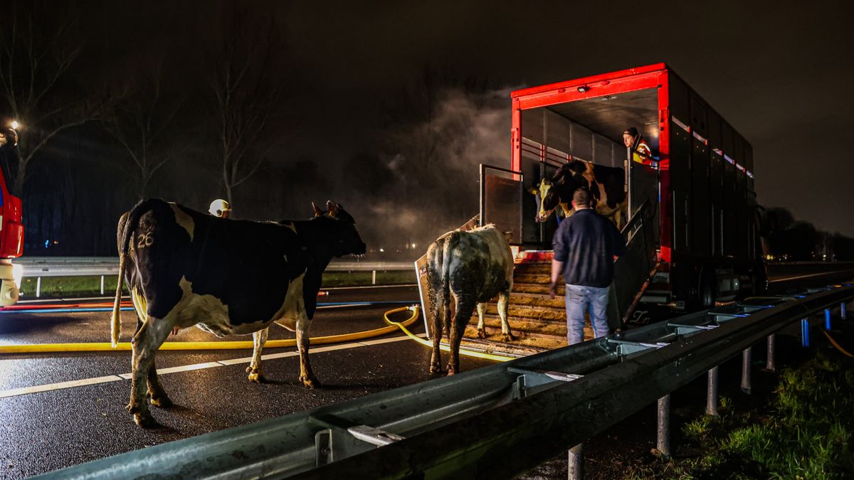 Vrachtwagen met koeien in brand bij Oudehaske