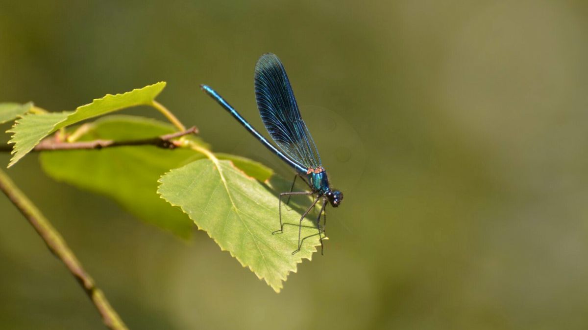 Op zoek naar de weidebeekjuffer, wandelen bij volle maan en een rondje Rolde