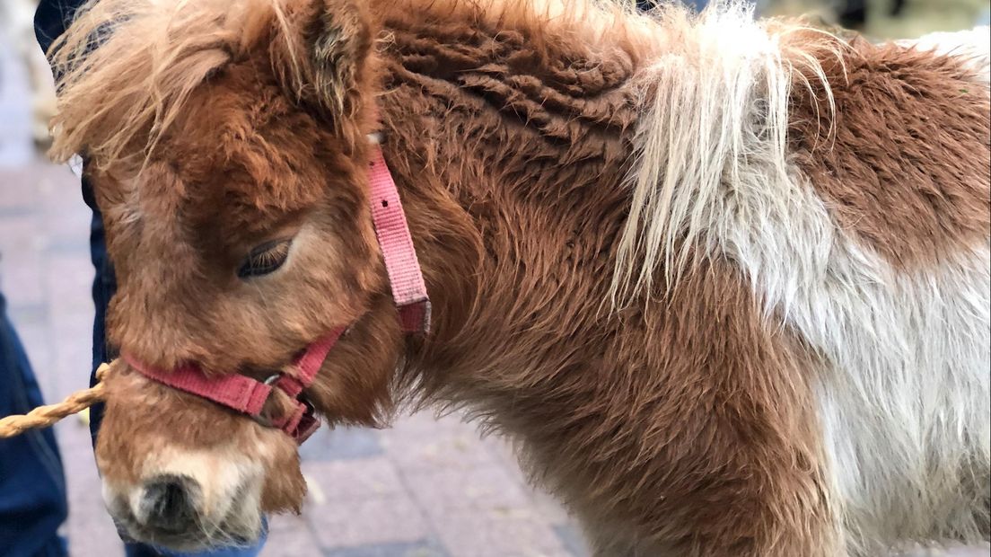 Pony op de paardenmarkt in Goor