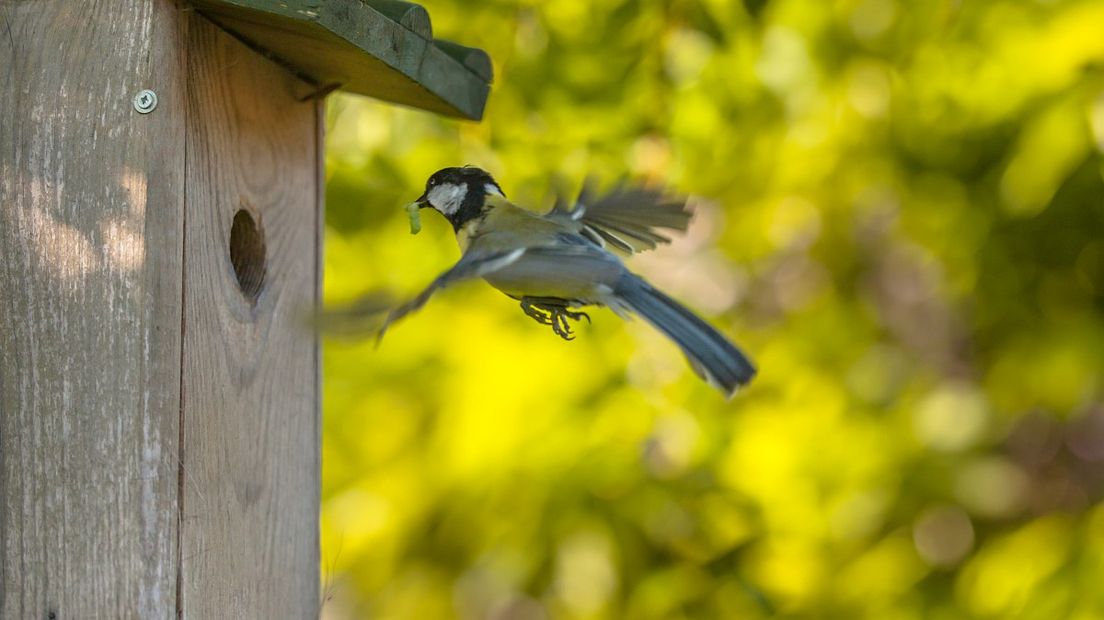 Verschillende vogels stellen verschillende eisen aan een nestkast. (Rechten: Freenatureimages/Rudmer Zwerver)