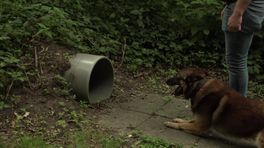 Wandré Pekel (58) gaat naar NK Politiehonden met hond Hunter