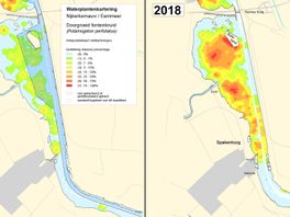 Bunschoten wil geld voor aanpak waterplanten: "Eemmeer wordt zo een moeras"