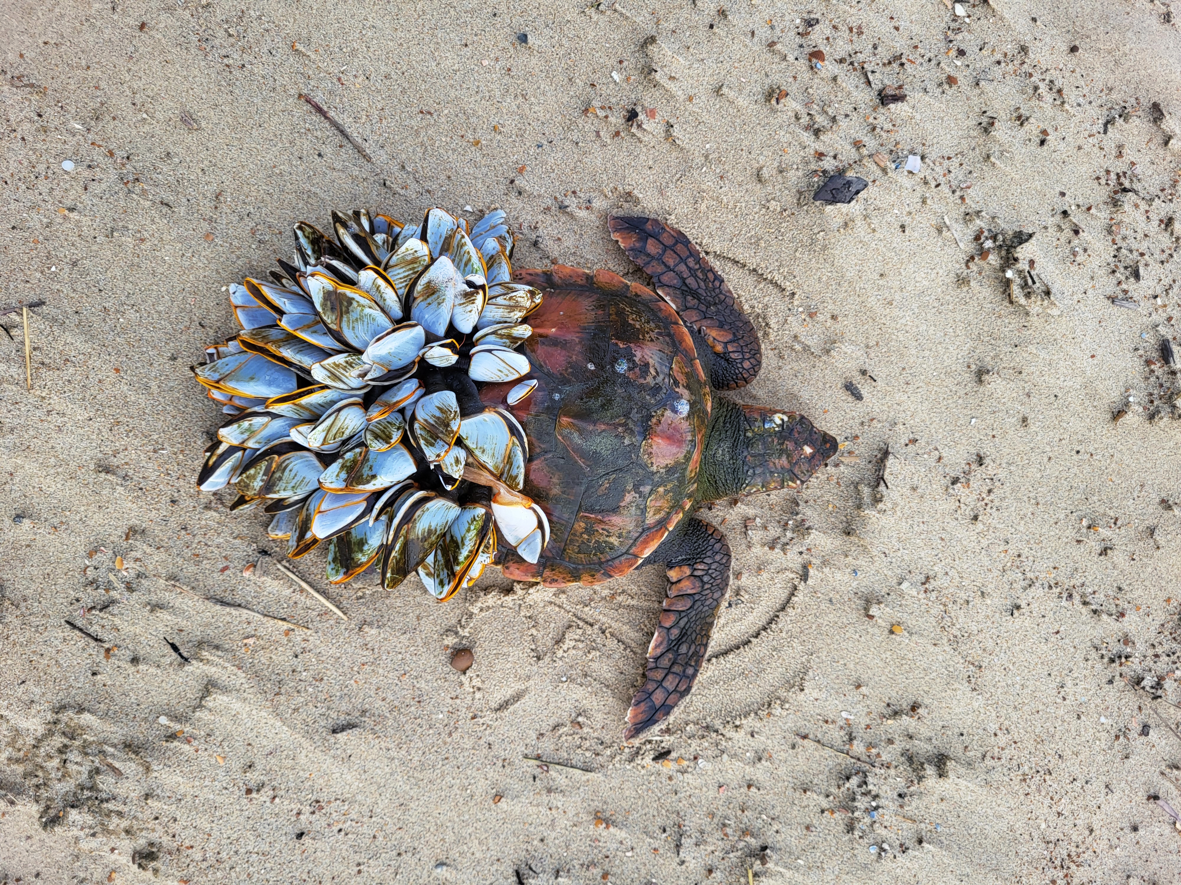 Hij Heeft Het Malle Vel Om