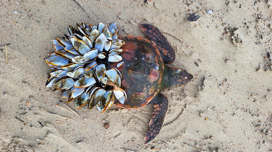 Hij Heeft Het Malle Vel Om