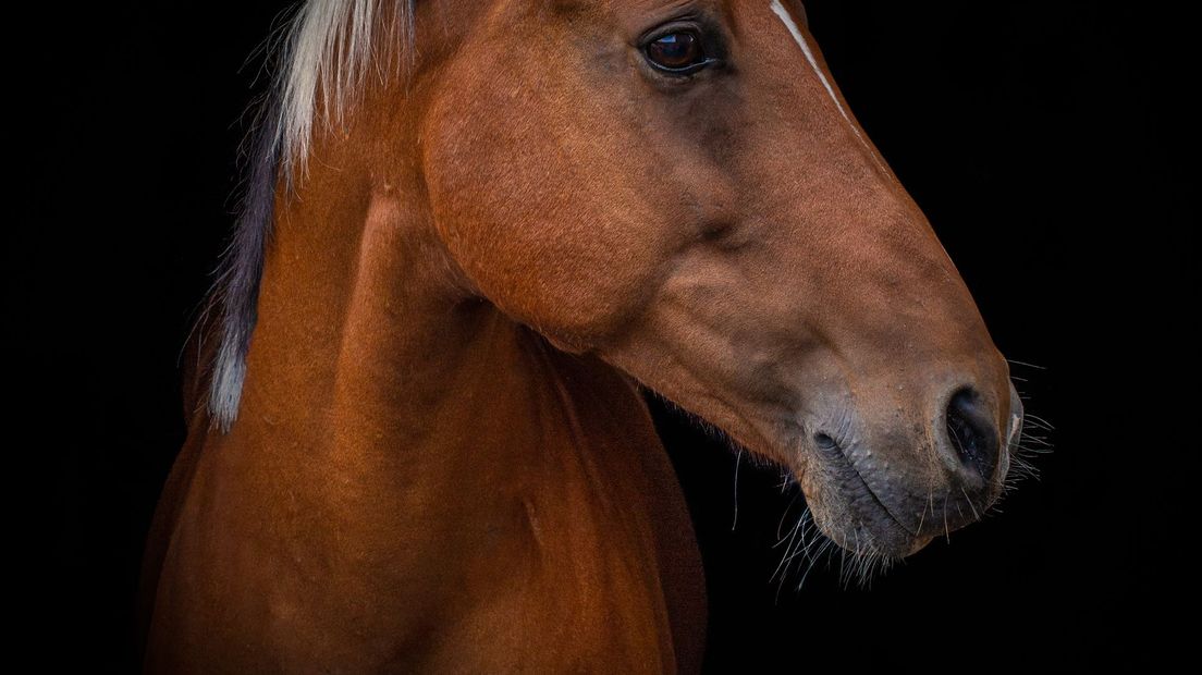 Zorgen bij paardeneigenaren na uitbraak