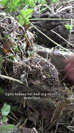 Egelburcht in het Knabbelbos