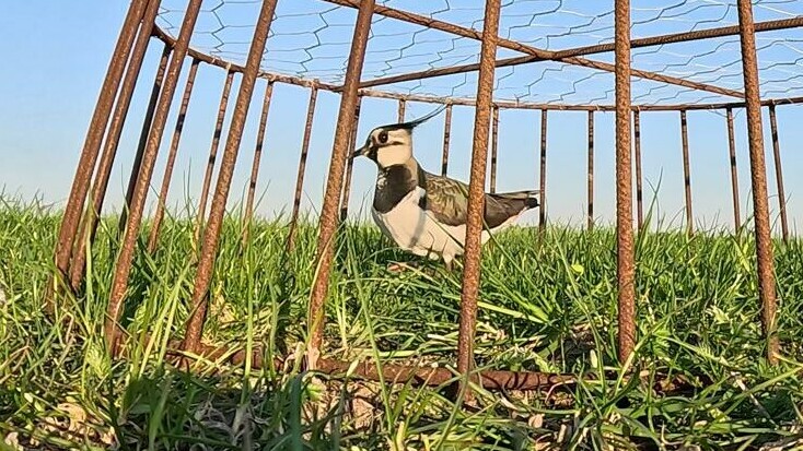 Zelfgemaakte nestbeschermers blijken een uitkomst bij Sexbierum: "Geweldig gelukt"