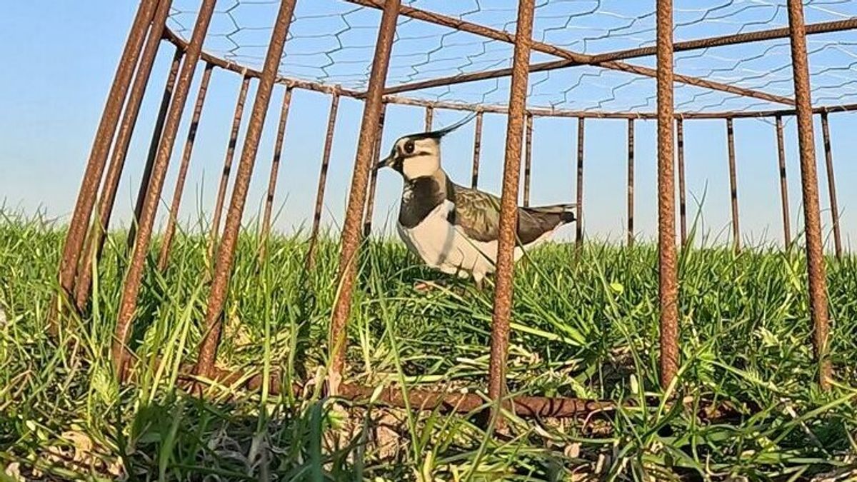 Zelfgemaakte nestbeschermers blijken een uitkomst bij Sexbierum: 