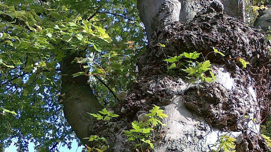 Het actiecomité wil draagvlak voor het behoud van de bomen aan de Kerkstraat