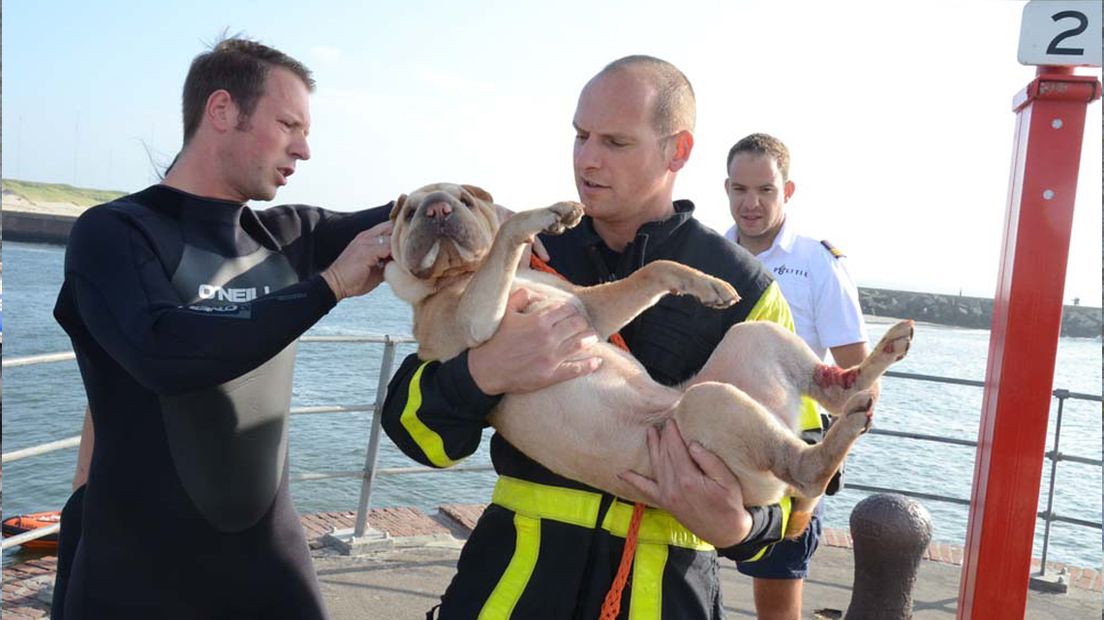 Hond gered bij havenhoofd