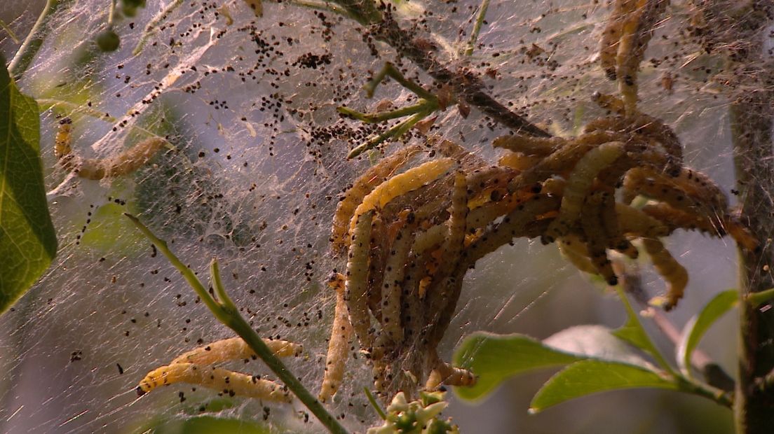 Spinselrupsnestje in de duinen van Burgh-Haamstede