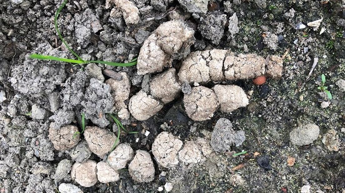 'Onze tuin is een grote kattenbak'