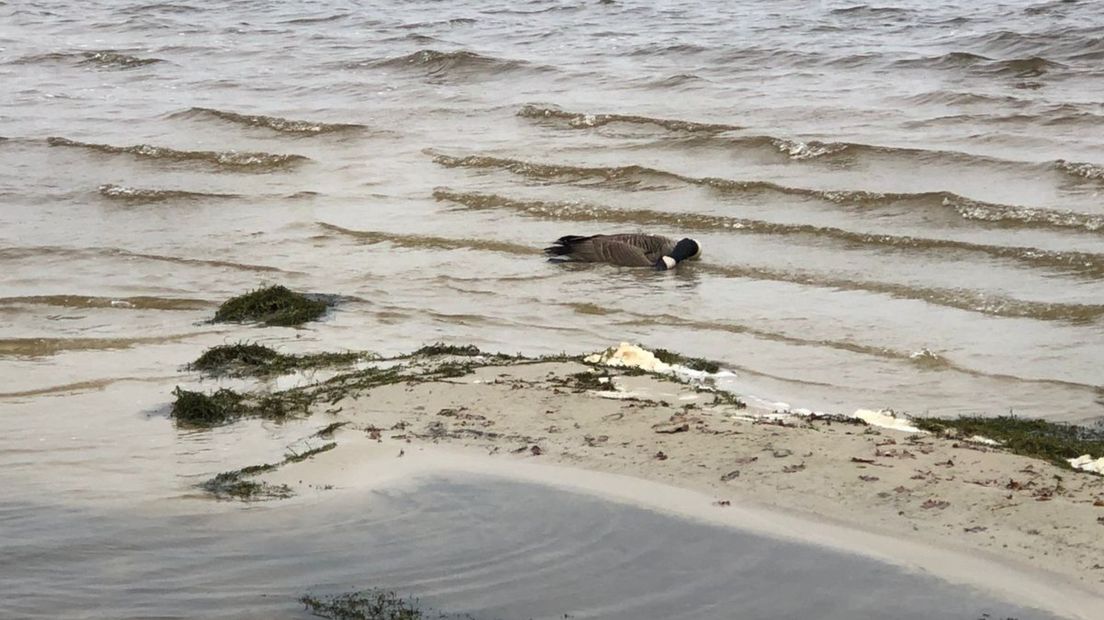 Een dode gans drijft in het Oldambtmeer