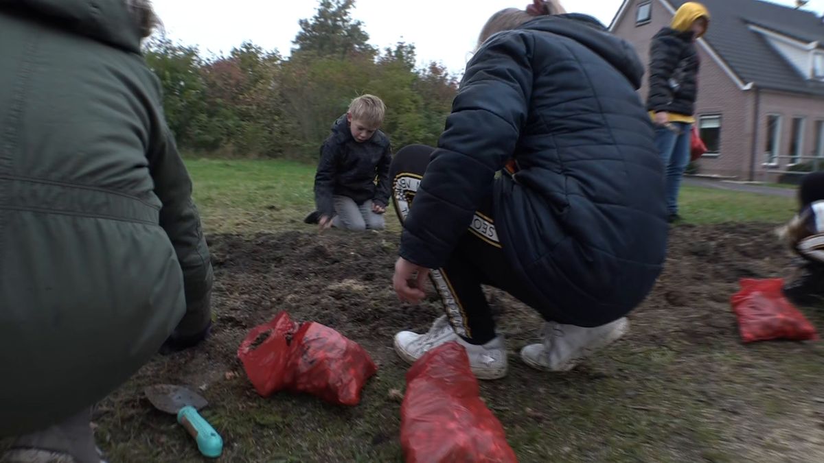 Op Tjak: 7000 bollen planten in Pesse