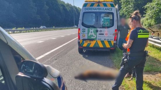 Hond Roosje verongelukt op snelweg, baasje gezocht. Hond Roosje verongelukt op snelweg, baasje gezocht.