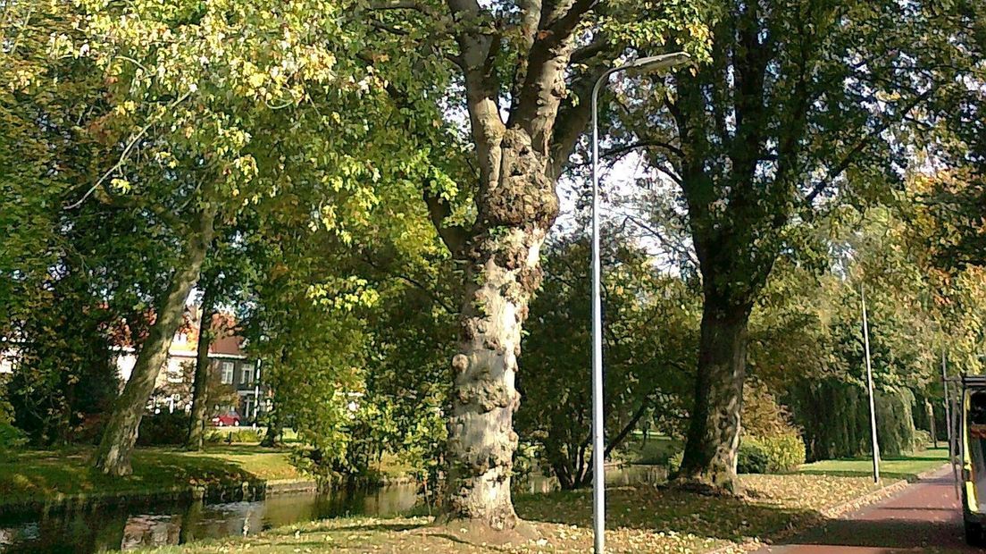 Noodkap monumentale bomen in Zwolle