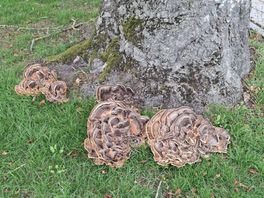 Monumentale bomen tegen de vlakte in verschillende dorpen in Tynaarlo: ingrijpend besluit