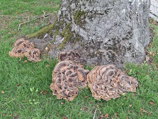 Monumentale bomen tegen de vlakte in verschillende dorpen in Tynaarlo: ingrijpend besluit