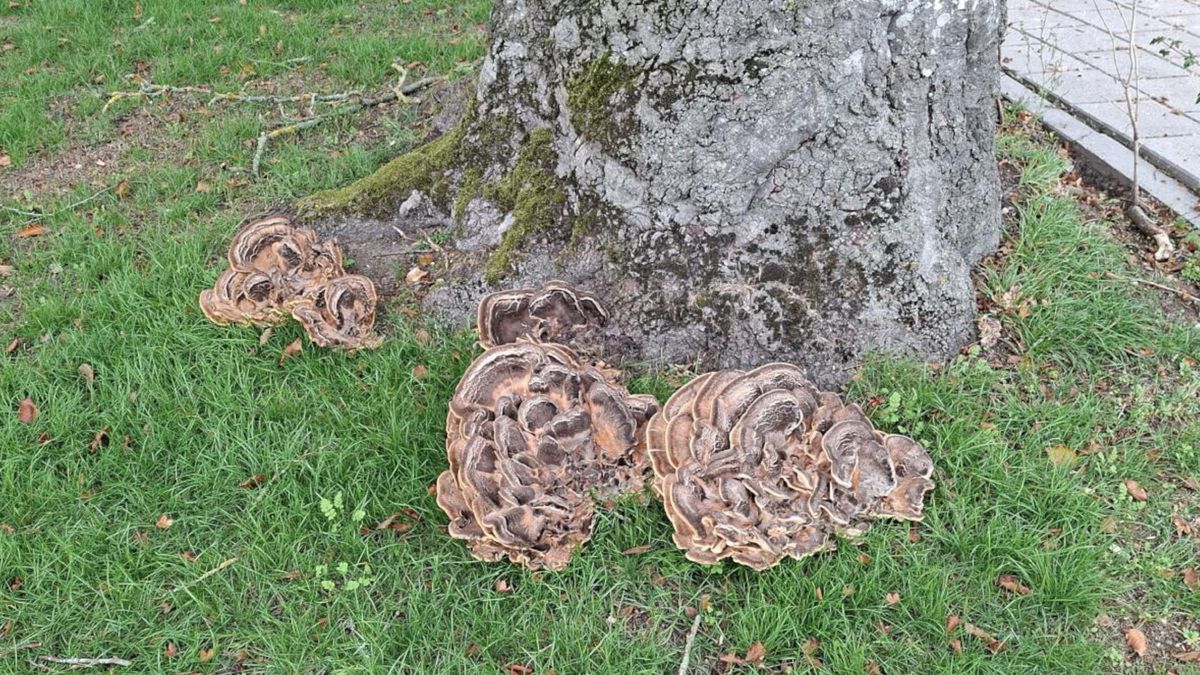 Monumentale bomen tegen de vlakte in verschillende dorpen in Tynaarlo: ingrijpend besluit