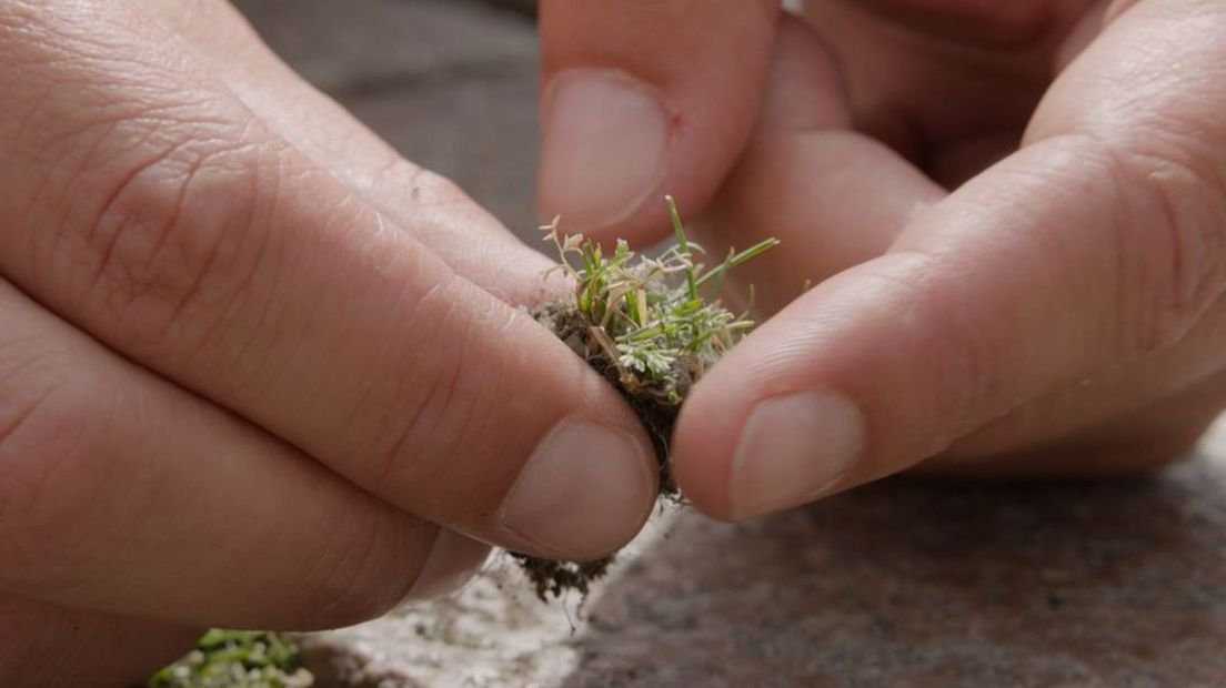 Dit plantje groeit tussen de stenen.