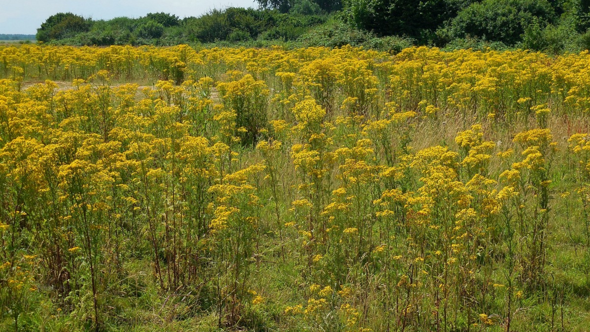 Is elektrocutie het ei van Columbus tegen jakobskruiskruid?