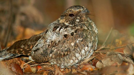 Foto: Rust op de Veluwe werpt vruchten af: eerste vogels keren terug