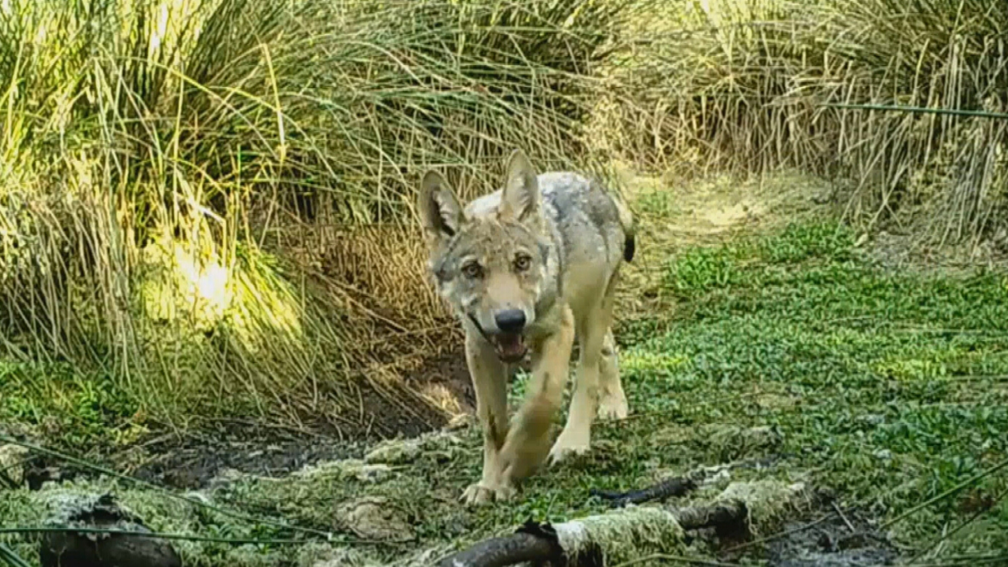 In wolvewelp yn it Drents-Friese Wold, yn 2022 fêstlein mei in wyldkamera