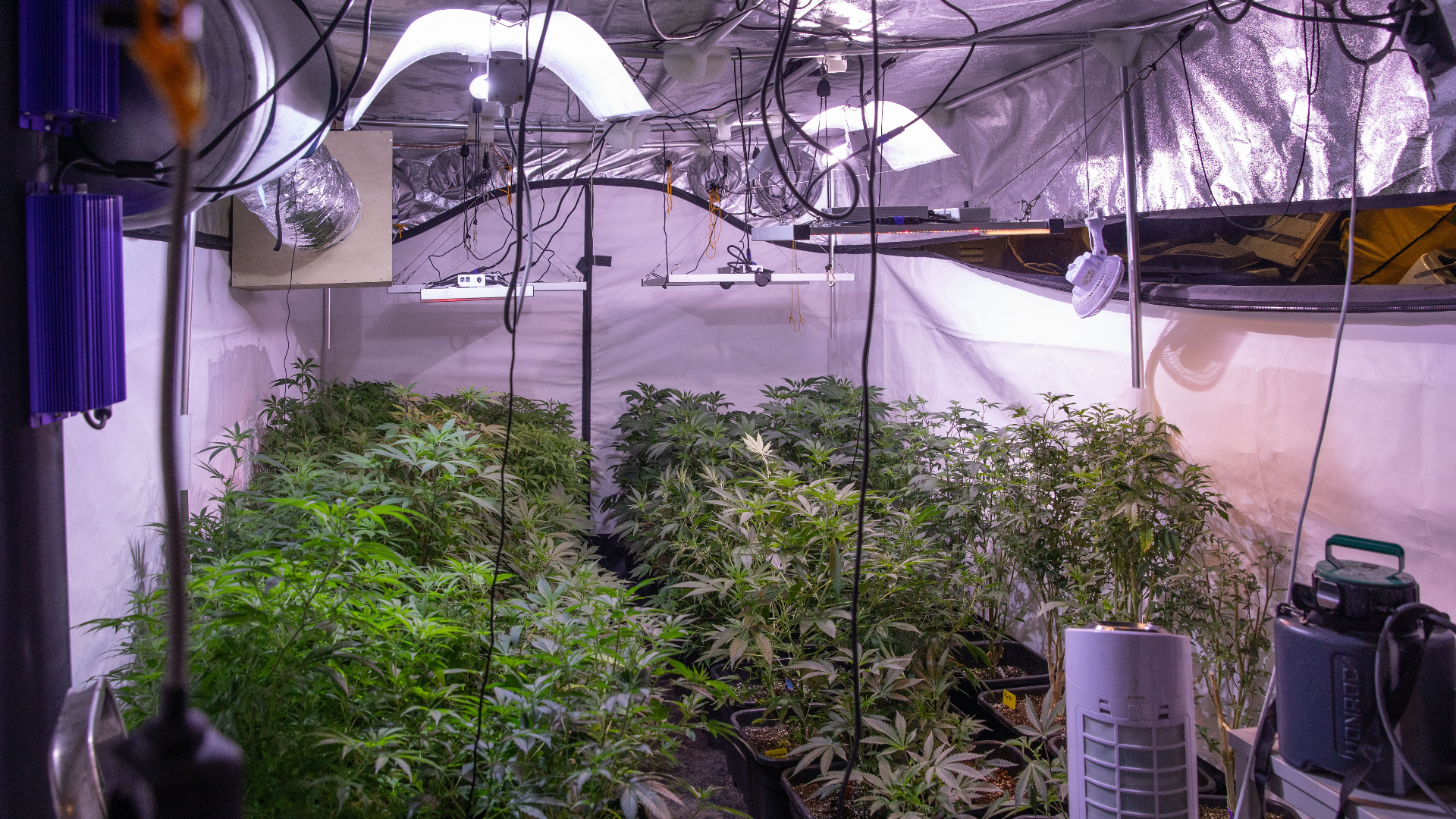 Professionele hennepkwekerij met duizenden planten en stekjes opgerold in Soest