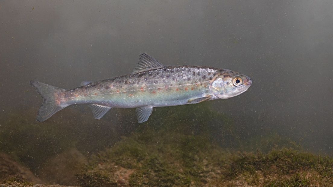 Jonge zalm zwemt via de rivier naar zee