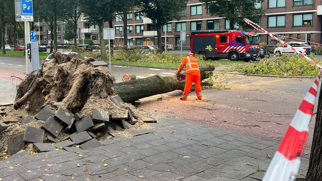 De boom wordt weggehaald