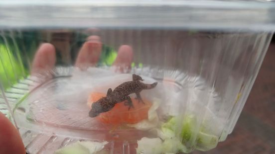 Bijzondere vondst tussen de aardbeien in Bennekom