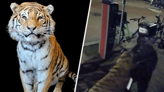 Van kikker tot tijger: opmerkelijke (museum-)inbraken