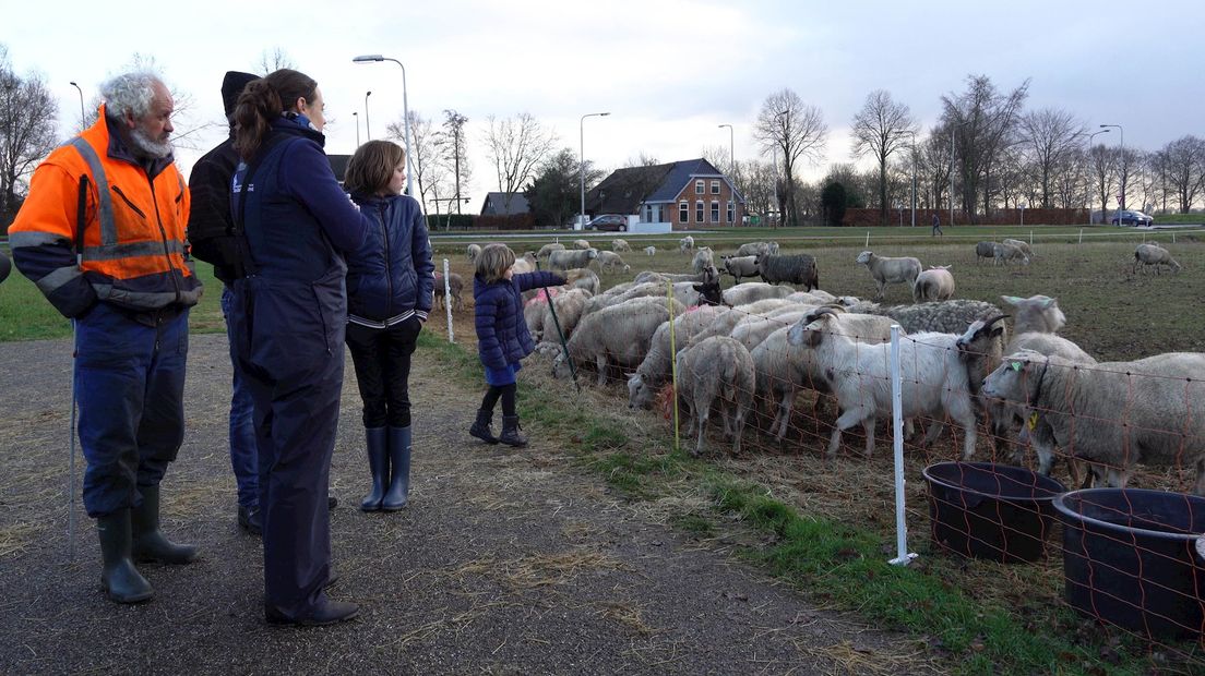 De 80 schapen van blinde schaapsherder Henk (l) uit Slagharen werden gisteren in beslag genomen