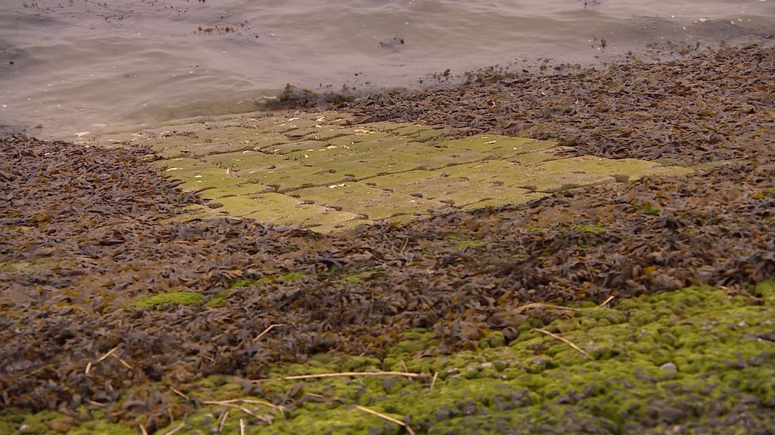 Geen grijze dijken meer, maar groene; 'Een dijk kan ook natuur maken'