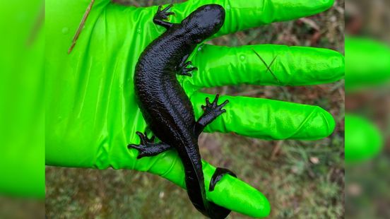 Stille ramp in de natuur: salamanders verdwijnen door dodelijke schimmel