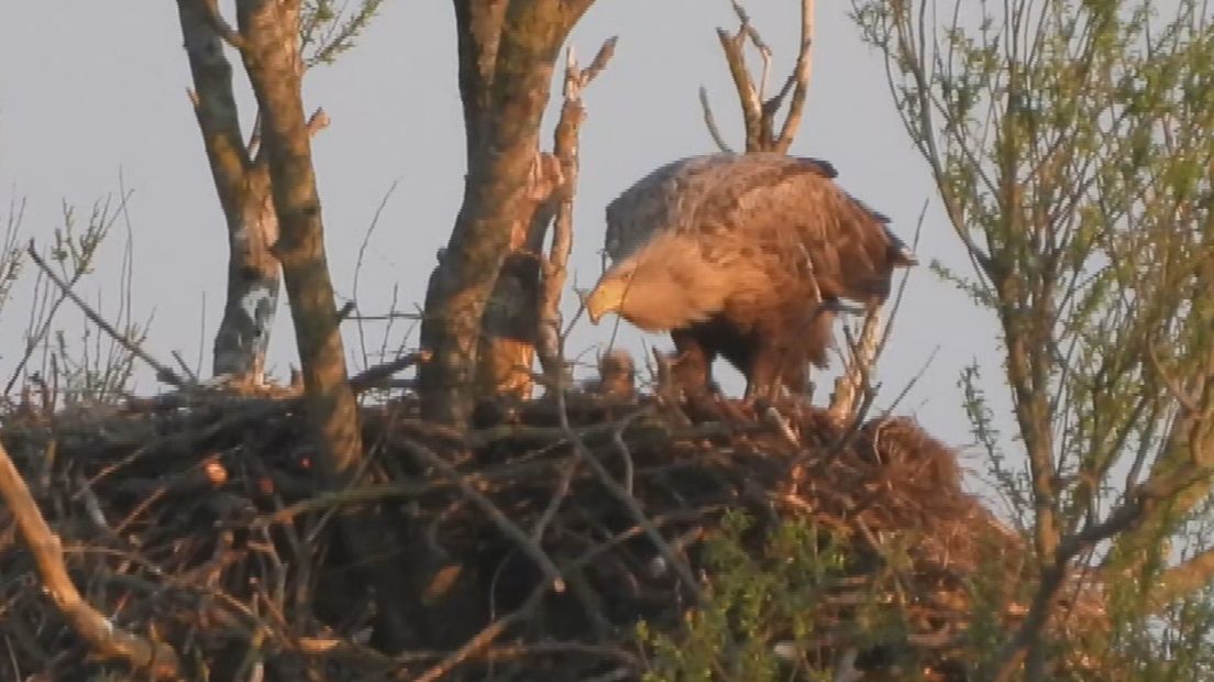 Het nest van de zeearenden bij Galamadammen