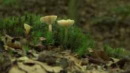 Paddenstoelentijd in het bos