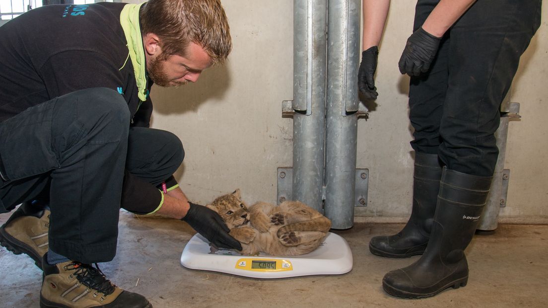 Dierenarts Job Stumpel vaccineert een leeuwenwelp (Rechten: Wildlands Adventure Zoo)