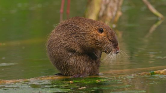 Beverratten op grens met Duitsland nu met drone opgespoord