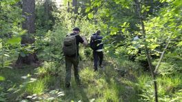Oehoes ringen in een Drents natuurgebied