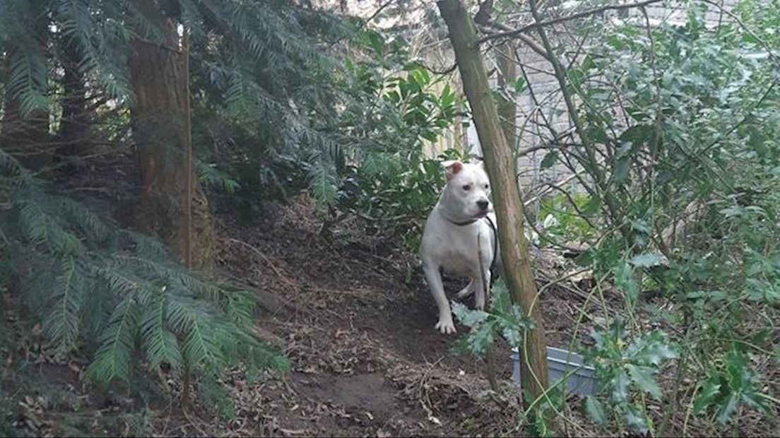 Hond vastgebonden aan boom in Enschede