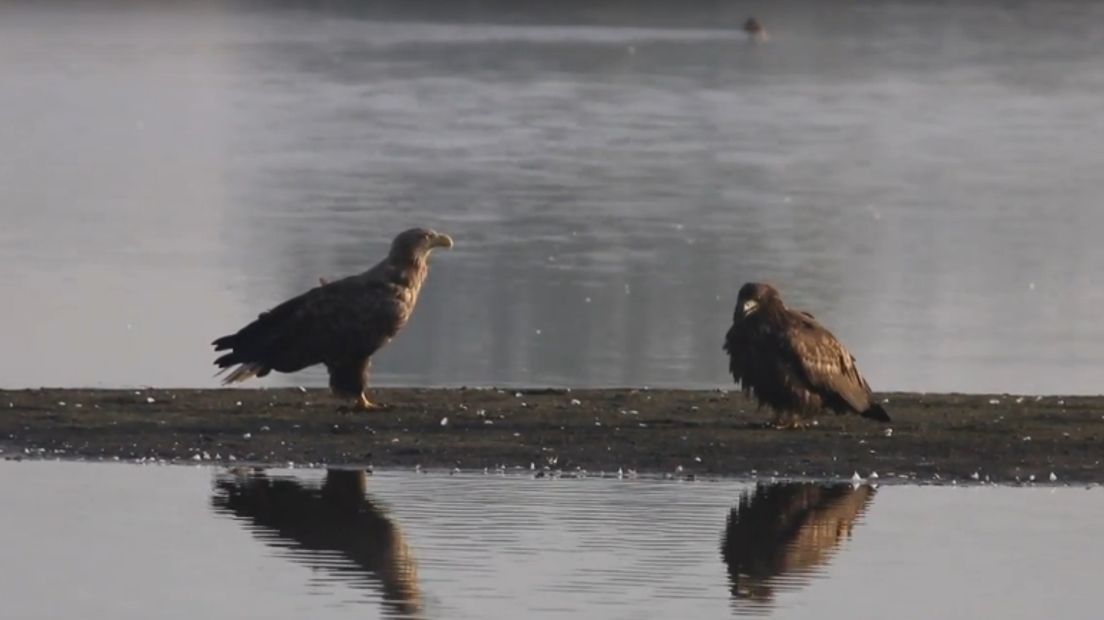 Zeearenden bij Zuidlaardermeer (Rechten: Henk Blaak)