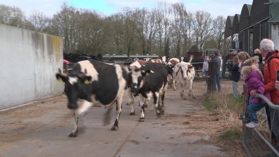 Dansende koeien zoeken in Fluitenberg de wei weer op