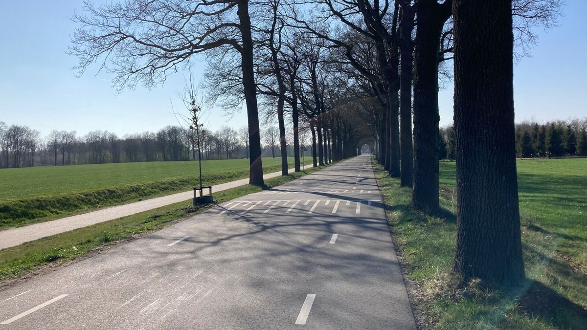 Gemeente steunt bewoners: mogelijke kap 32 bomen Noordscheschut