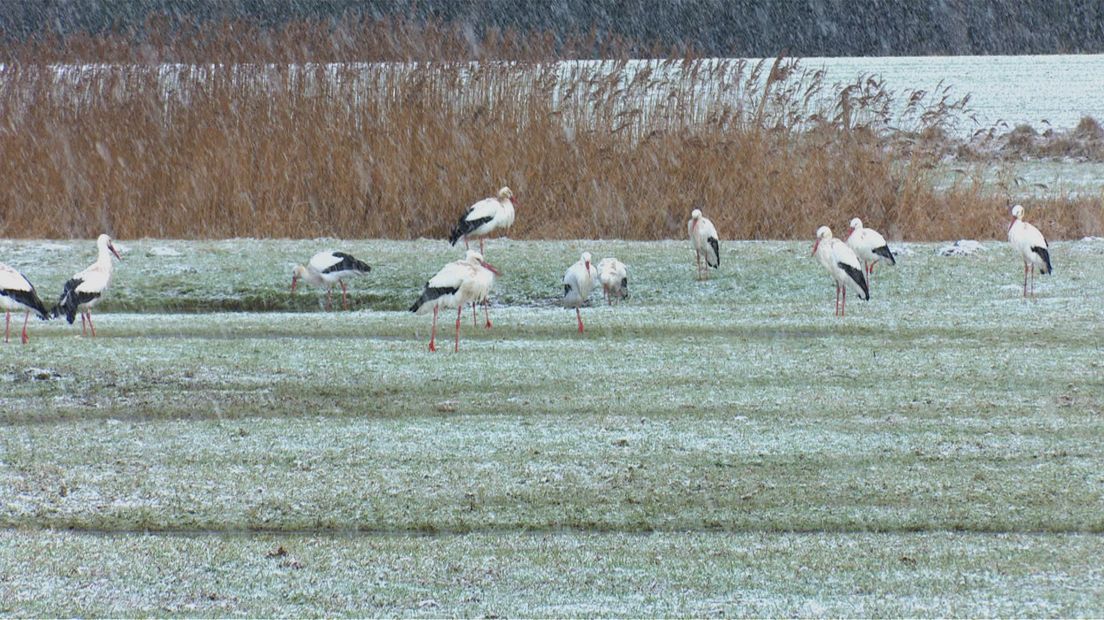 Een groep ooievaars in de sneeuw.